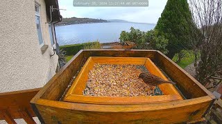 Holy Loch And Garden Wildlife Dunoon Scotland