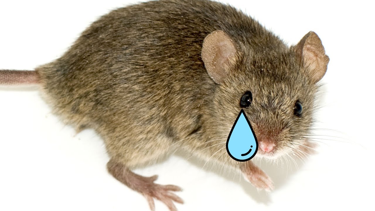 Scientists Made Mice Feel The Stress of a 9-5, It Broke Them