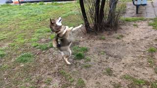 Funniest Animals 😂 Funniest Cats and Dogs March 2024 by Funny Pets 99 views 1 month ago 41 seconds