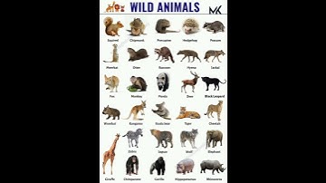 Thumbnail of Wild Animals Name 🦁#education #mk #shorts #wild @learnwithmk5825