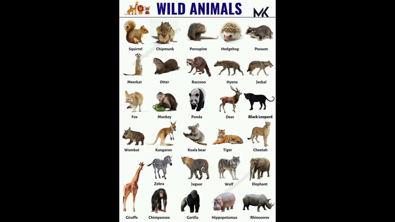 Wild Animals Name ๐ฆ#education #mk #shorts #wild @learnwithmk5825 Wild Animals Name ๐ฆ#education #mk #shorts #wild @learnwithmk5825