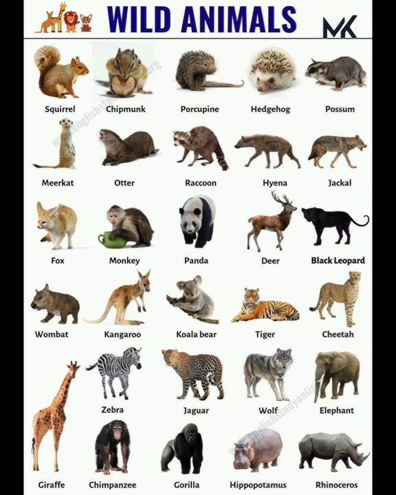 Wild Animals Name 🦁#education #mk #shorts #wild @learnwithmk5825
