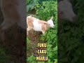 FUKUZA KUNGULU Keimoto Boy FUKUZA KUNGULU Keimoto Boy