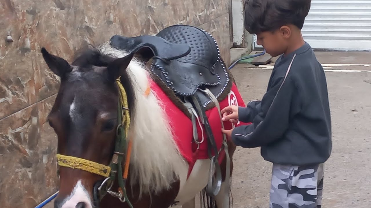 Bora aprender  a colocar  a sela no cavalo ???