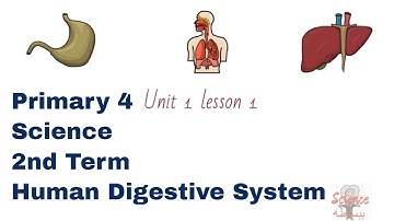 Primary 4, unit 1, lesson 1, Human digestive system, Part 1