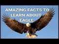 SIX LIFE LESSONS TO LEARN FROM EAGLE
