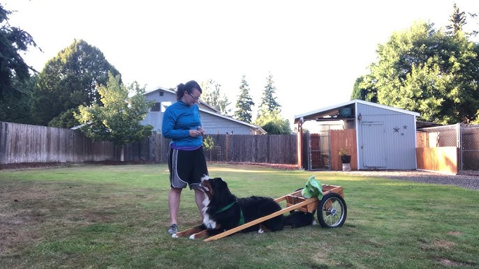 How to build a dog cart 