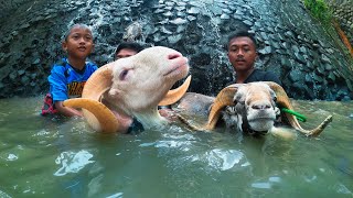 Berenang Bareng Domba Garut Di sungai, bikin ketawa mulu 🤣