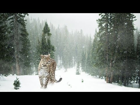 Новый Год шагает по планете✨Музыкальная видеоткрытка.
