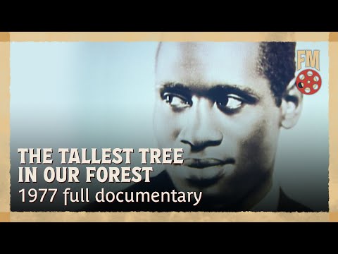 The Tallest Tree in Our Forest