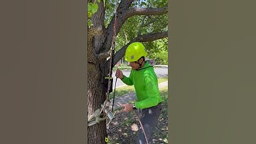 An efficient way to pull tension in rigging lines with a portawrap for rigging big branches