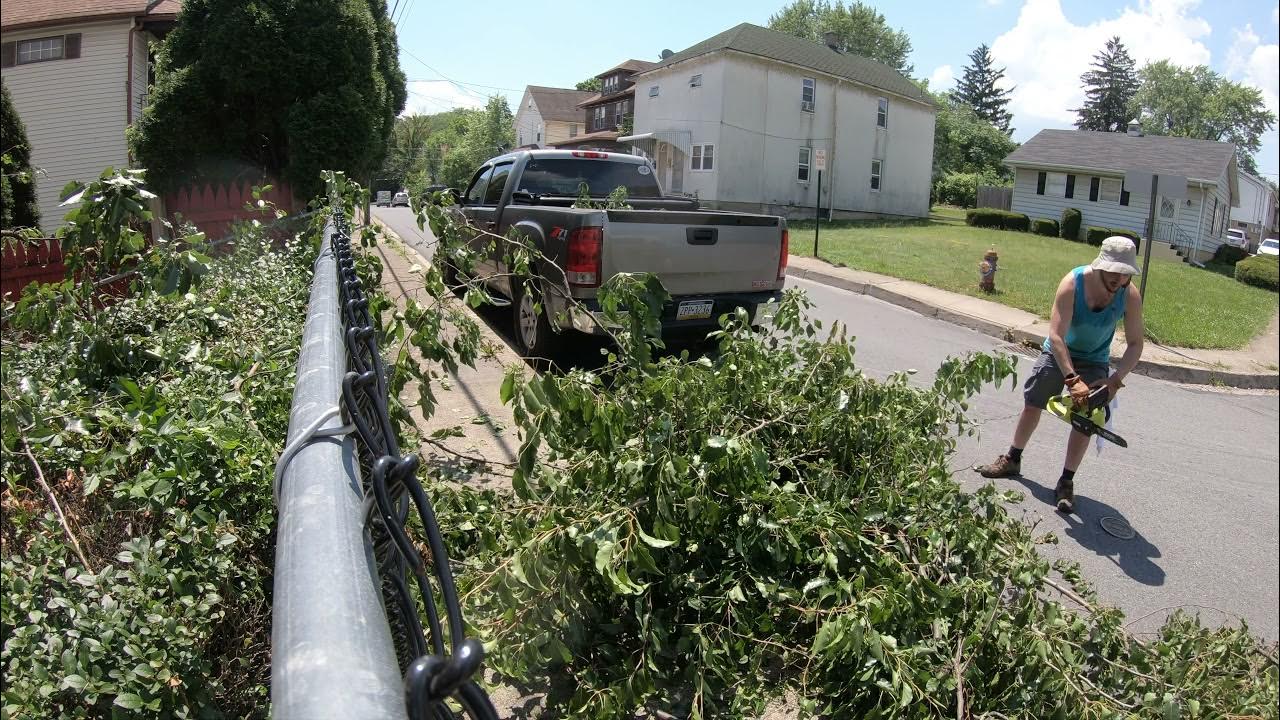 Cutting down a small tree (timelapse) 4K YouTube
