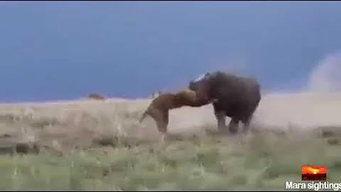 What A Savage! Lion Attempts To Attack A Hippo But Instantly Regretting It!!!