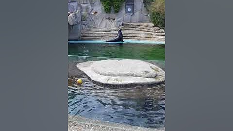 Dierentuin Artis Amsterdam de zeeleeuwen 2018