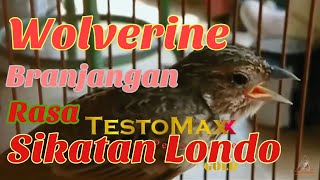 𝙈𝘼𝙎𝙏𝙀𝙍𝘼𝙉 SUARA BRANJANGAN GACOR SIKATAN LONDO JERNIH DURASI PANJANG  by TestoMaxx