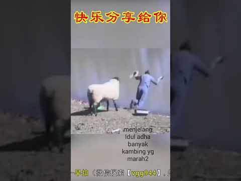 Domba nakal
