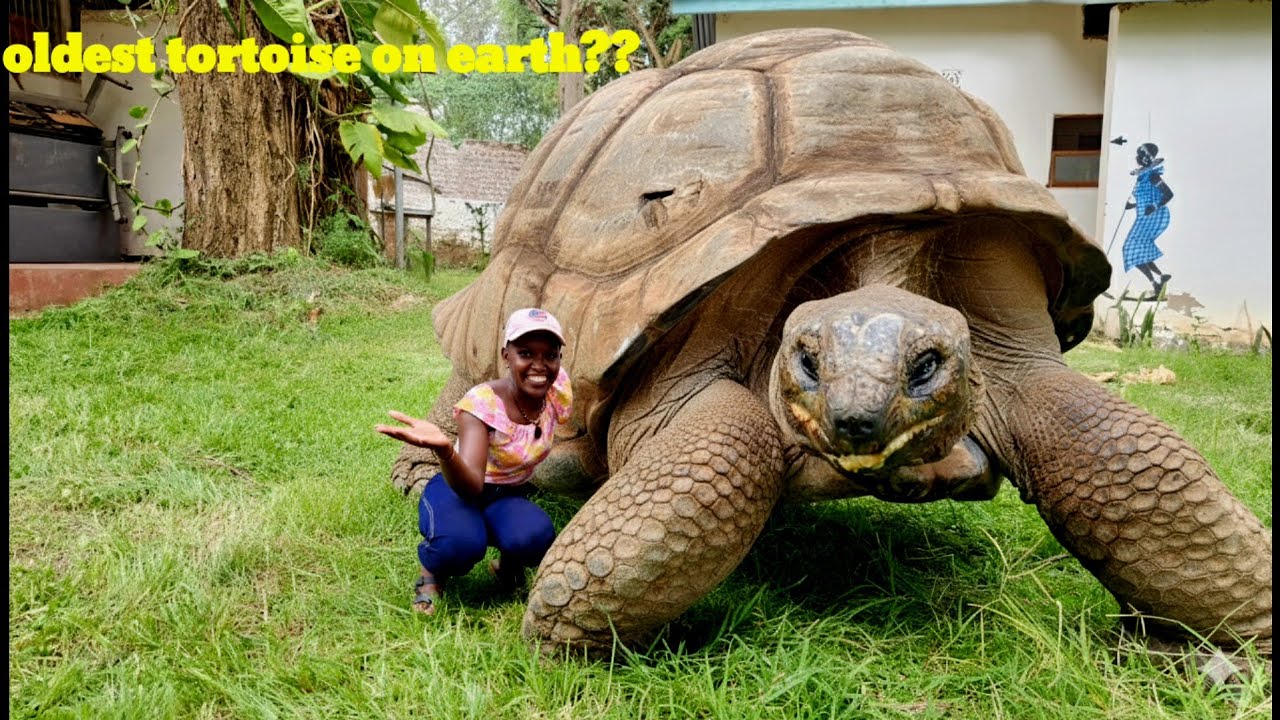Это её история❗️❗️Познакомьтесь с гигантской черепахой моего размера.