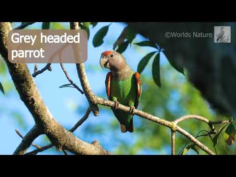The Cape parrot (Poicephalus robustus) with african birdsounds in the background.