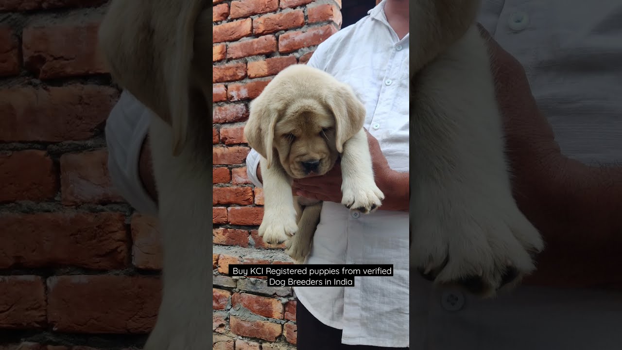 Show quality labrador puppies for sale kci registered labrador