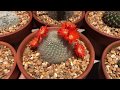 Rebutia Albipilosa Blooming