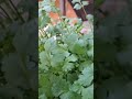 Corriander in flower pot #homegarden #fresh #gardening