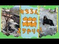のぼりべつクマ牧場 CM ワクワク篇
