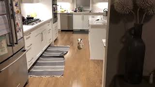Henry the Jack Russell Terrier Dog Gets the Zoomies!