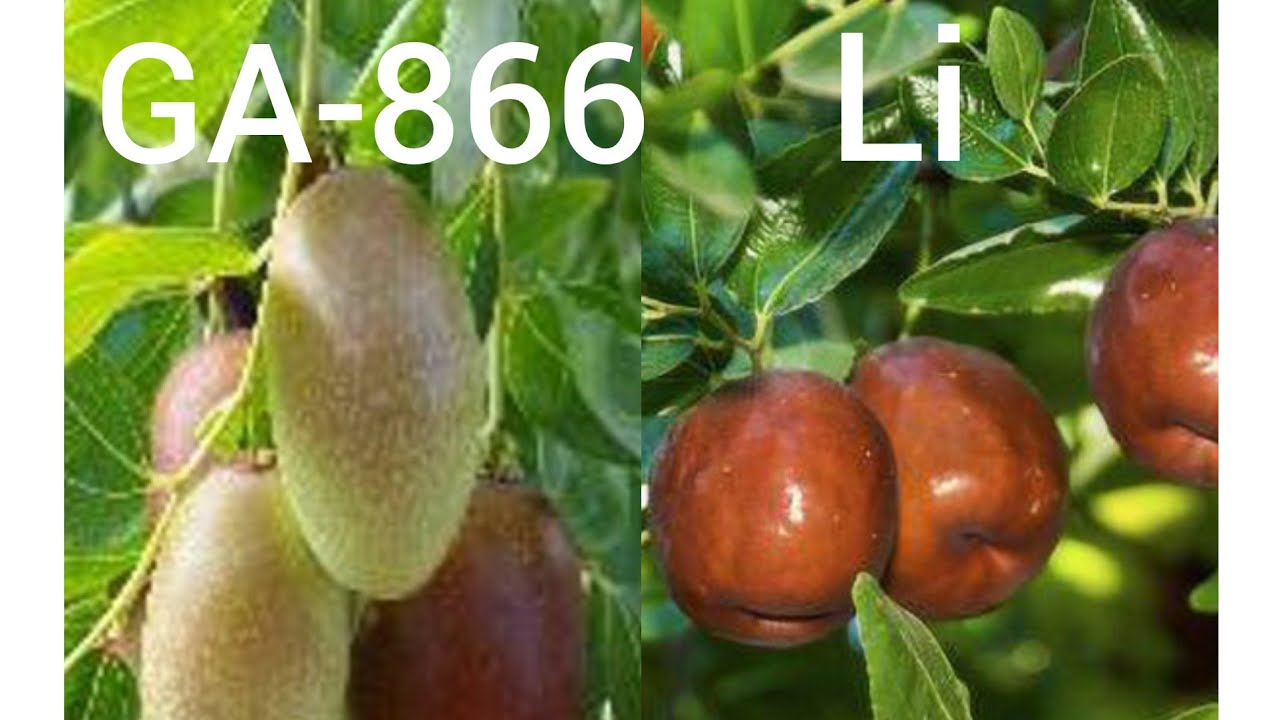 Taste Testing a GA866 Jujube vs. Li Jujube. YouTube