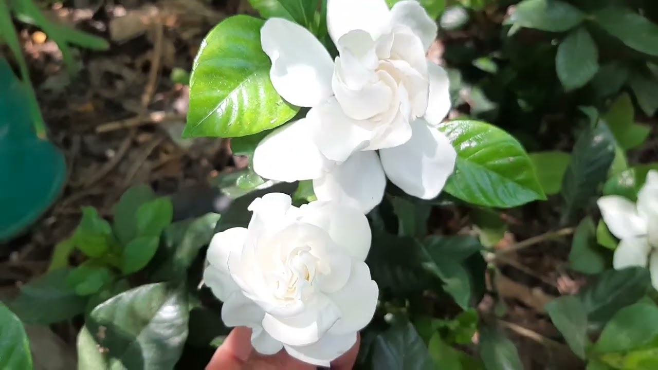 @# clavos y pedasos de hierro chatarra enmojesida alaz gardenias les gusta mucho