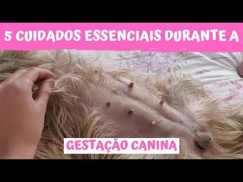 Vídeo: Como cuidar de sua gravidez Shih Tzu