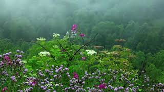 Rain Sounds with Tibetan Singing Bowls and Birds chirping Baby Sleep Music