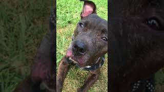 Pepper Knows Behavior Cues