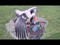 Parent Birds STARVED Immature Baby to Death &amp; THROWED it OUT | Birds in Nest