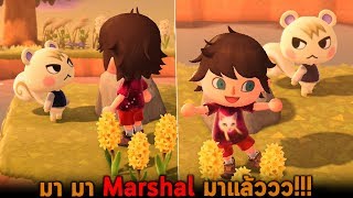 มา มา Marshal มาแล้ว Animal Crossing