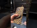 Slim. Strong. Sexy. The Ultimate iPhone 16 Pro Case! 💎#iphone16 #case #iphone #cover #iphone16pro