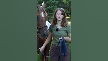 Tip #4 for Buddy Sour Horses