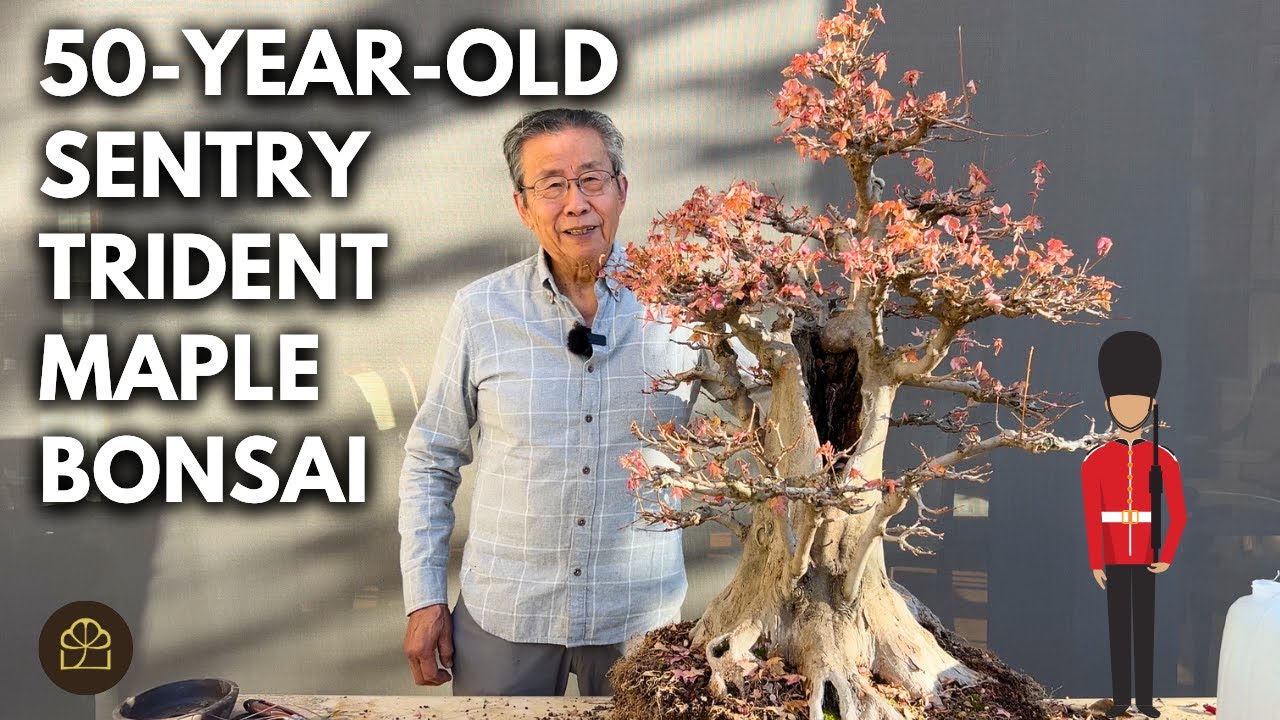 Bonsai Design Principles for Beginners
