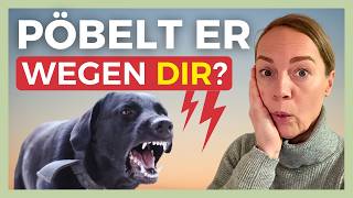 Oh Nein Leinenaggression Ist Oft Anerzogen Durch Einen Falschen Umgang So Erziehst Du Richtig