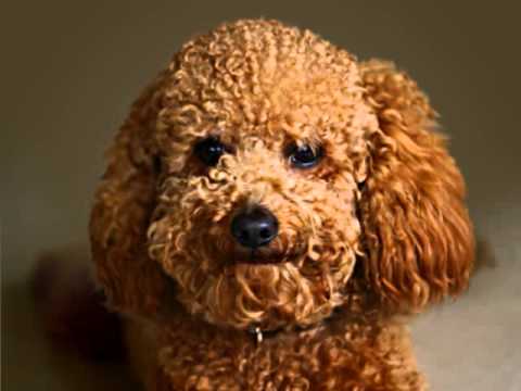 Image result for tight perm poodle dog