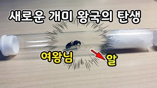 새로운 개미 여왕의 탄생과 왕국의 시작 [오브리더]