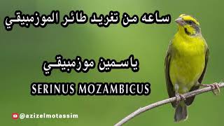 ساعه من تغريد الياسمين الموزمبيقي - Serinus mozambicus