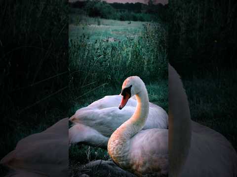 My trap favorite in 2026 l f20 by slavic zzp #trapmusic #phonkmusic