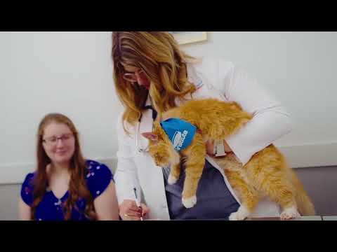 New "Vet Talks" Video Series Educates Pet Owners on Dog and Cat Wellness and Nutrition