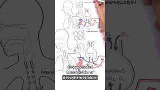 When oxygen meets hemoglobin, the journey begins 🩸⚡ #hemoglobin #oxygentransport #meded