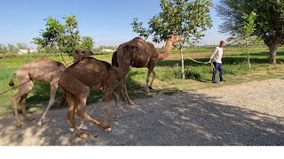 ШИРИ ШУТУР ДАРКОРМИ ХАСТ НАРХИ АРЗОН УСПЕТ КУНЕД ДАР ШАХРИНАВ 8 сентября 2022 г.