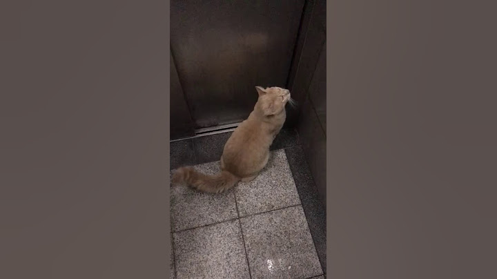 Clever Kitty Uses Lift and Then Lets Itself In || ViralHog