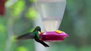 Springtime Hummingbirds Midwest Migration 2024 When to Spot