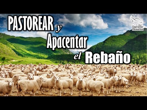 Video: ¿No debe el pastor apacentar el rebaño?