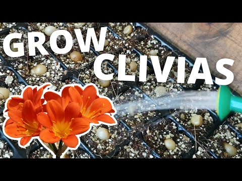 Video: Perkecambahan Biji Clivia Untuk Penanaman - Tips Menanam Clivia Dengan Biji