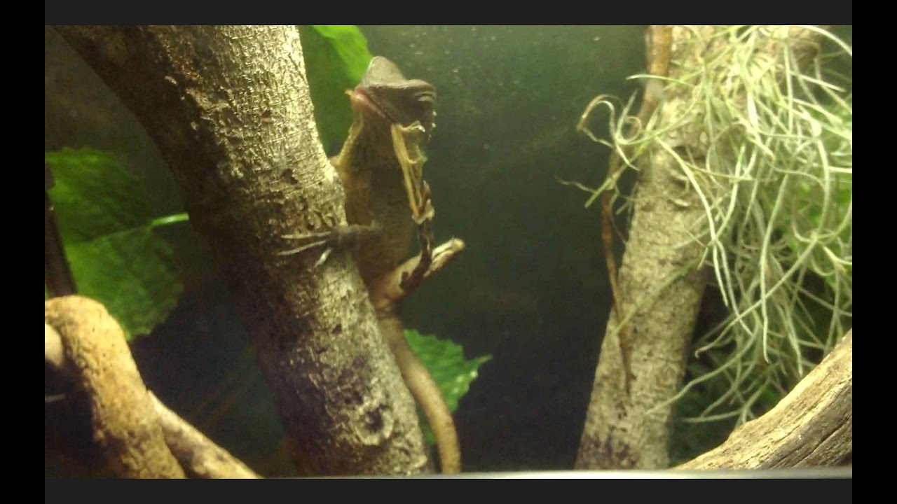 LIZARD EATS ITS OWN FOOT!!??!